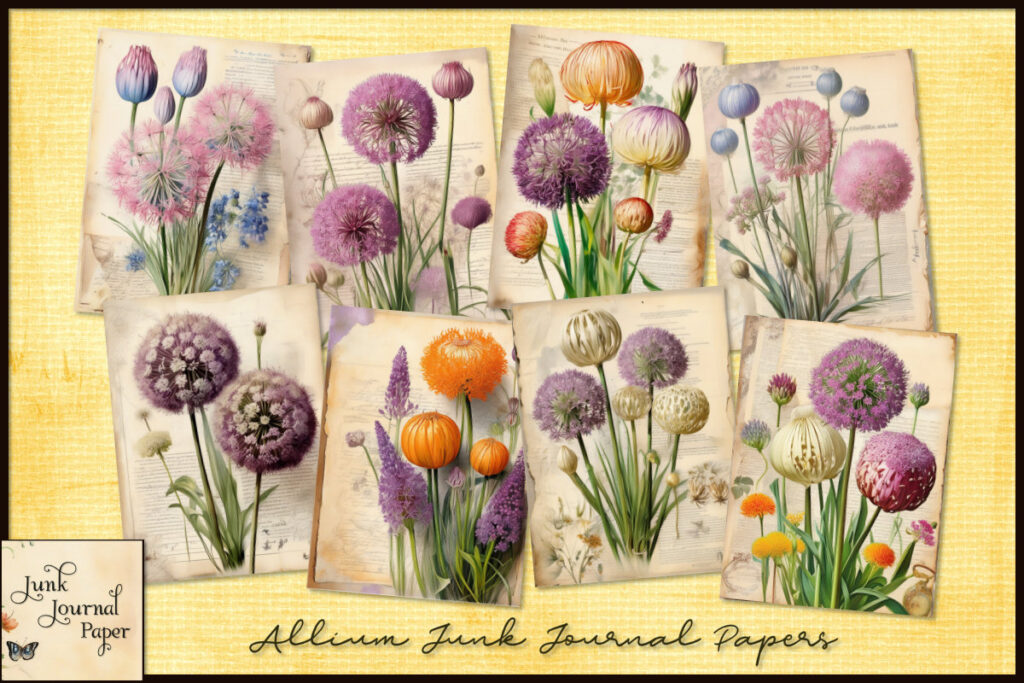 Allium Flowers